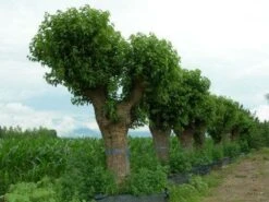 Witte Moerbei (Morus Alba) -Tuinplanten Winkel 20120214140222 11