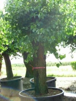 Witte Moerbei (Morus Alba) -Tuinplanten Winkel 20120214140237 11