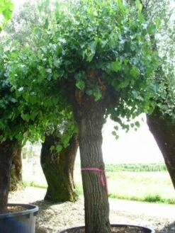 Witte Moerbei (Morus Alba) -Tuinplanten Winkel 20120214140252 11