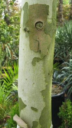 Bolplataan (Platanus 'Alphen's Globe') -Tuinplanten Winkel 20120214140558 8