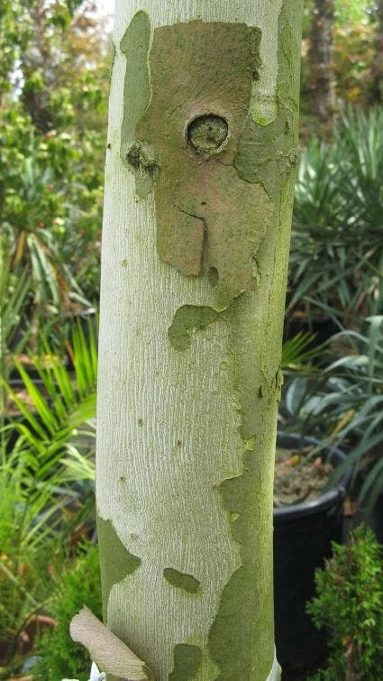 Dakplataan (Platanus Hispanica ) 6 Dakplataan (Platanus Hispanica ) - Afbeelding 4