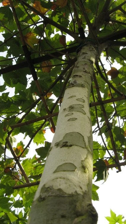 Dakplataan (Platanus Hispanica ) 4 Dakplataan (Platanus Hispanica ) - Afbeelding 2