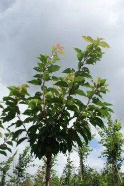 Japanse Sierkers (Prunus Serrulata 'Kanzan') -Tuinplanten Winkel 20120214142932 16