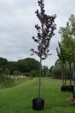 Rode Kerspruim Als Boom (Prunus Cerasifera 'Nigra') -Tuinplanten Winkel 20120214143020 16