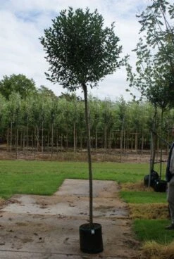 Bolprunus (Prunus Eminens 'Umbraculifera') 11 Bolprunus (Prunus Eminens 'Umbraculifera') -Tuinplanten Winkel 20120214143257 16