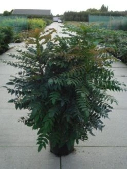 Mahoniestruik (Mahonia Media 'Winter Sun') -Tuinplanten Winkel 20120214143611 11
