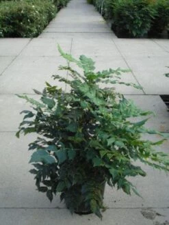 Chinese Mahoniestruik (Mahonia Bealei 'Hivernant') -Tuinplanten Winkel 20120214143643 2