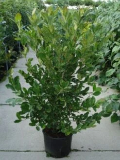 Stermagnolia Als Struik (Magnolia Stellata) -Tuinplanten Winkel 20120214143817 13