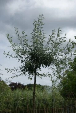 Treursierpeer (Pyrus Salicifolia 'Pendula') -Tuinplanten Winkel 20120214143843 9
