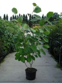 Beverboom (Magnolia Sieboldii) -Tuinplanten Winkel 20120214144004 8