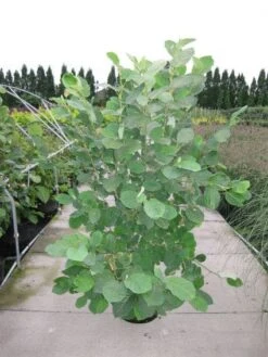 Beverboom (Magnolia Sieboldii) -Tuinplanten Winkel 20120214144026 8