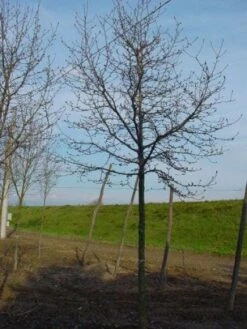 Beverboom (Magnolia Kobus) 17 Beverboom (Magnolia Kobus) -Tuinplanten Winkel 20120214144416 19