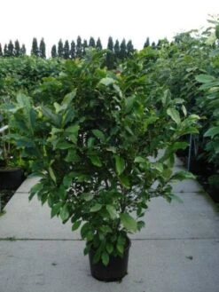 Beverboom Als Struik (Magnolia Susan) -Tuinplanten Winkel 20120214144559 10