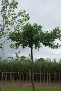 Moeraseik Als Dakboom (Quercus Palustris) 8 Moeraseik Als Dakboom (Quercus Palustris) -Tuinplanten Winkel 20120214144849 10