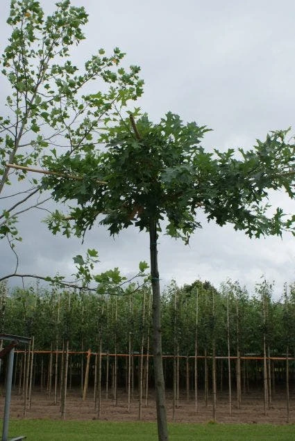 Moeraseik Als Dakboom (Quercus Palustris) 4 Moeraseik Als Dakboom (Quercus Palustris) - Afbeelding 2
