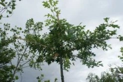 Moeraseik Als Dakboom (Quercus Palustris) 9 Moeraseik Als Dakboom (Quercus Palustris) -Tuinplanten Winkel 20120214144915 10