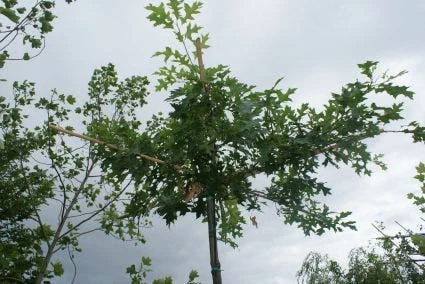 Moeraseik Als Dakboom (Quercus Palustris) 5 Moeraseik Als Dakboom (Quercus Palustris) - Afbeelding 3