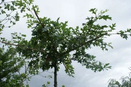 Moeraseik Als Dakboom (Quercus Palustris) 3 Moeraseik Als Dakboom (Quercus Palustris)