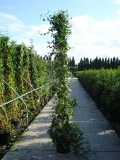 Kamperfoelie (Lonicera Japonica 'Halliana')