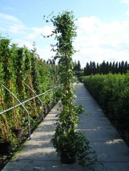 Kamperfoelie (Lonicera Japonica 'Halliana') 3 Kamperfoelie (Lonicera Japonica 'Halliana')