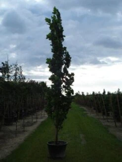 Tulpenboom (Liriodendron Tulipfera 'Fastigiata') -Tuinplanten Winkel 20120214150926 6