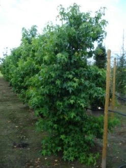 Amberboom Als Struik (Liquidambar Styraciflua) -Tuinplanten Winkel 20120214151505 7