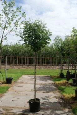 Bolacacia (Robinia Pseudoacacia 'Umbraculifera') -Tuinplanten Winkel 20120214153924 24