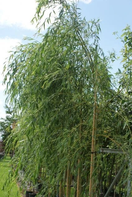 Treurwilg (Salix Sepulcralis 'Chrysocoma') 7 Treurwilg (Salix Sepulcralis 'Chrysocoma') - Afbeelding 5