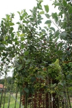 Sierappel (Malus 'Golden Hornet') -Tuinplanten Winkel 20120214155108 12