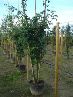 Gouden Regen, Struik (Laburnum Watereri 'Vossii') -Tuinplanten Winkel 20120215131723 4