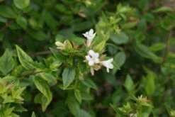 Abelia (Abelia Grandiflora 'Sherwood') -Tuinplanten Winkel 20120215153857 2