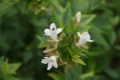 Abelia (Abelia Grandiflora 'Sherwood') -Tuinplanten Winkel 20120215153917 2