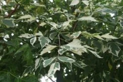 Vederesdoorn Als Boom (Acer Negundo 'Flamingo') -Tuinplanten Winkel 20120215154305 11