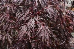Japanse Esdoorn Als Boom (Acer Palmatum 'Inabe-shidare') 7 Japanse Esdoorn Als Boom (Acer Palmatum 'Inabe-shidare') -Tuinplanten Winkel 20120215154428 4