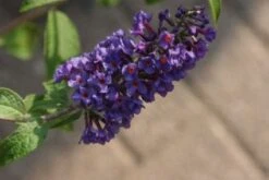 Vlinderstruik (Buddleja Davidii 'Empire Blue') 11 Vlinderstruik (Buddleja Davidii 'Empire Blue') -Tuinplanten Winkel 20120215162711 3