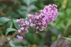 Vlinderstruik (Buddleja Davidii 'Pink Delight') -Tuinplanten Winkel 20120215162826 3
