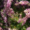Struikheide (Calluna Vulgaris 'Marleen') -Tuinplanten Winkel 20120215163100 1