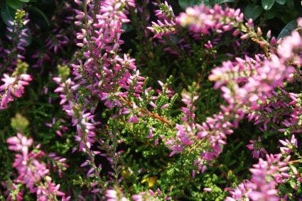 Struikheide (Calluna Vulgaris 'Marleen') 3 Struikheide (Calluna Vulgaris 'Marleen')
