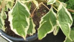 Reuzenkornoelje (Cornus Controversa 'Variegata') -Tuinplanten Winkel 20120215164859 7