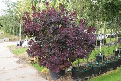 Pruikenboom Als Struik (Cotinus Coggygria 'Royal Purple') 5 Pruikenboom Als Struik (Cotinus Coggygria 'Royal Purple') - Afbeelding 3