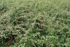 Dwergmispel (Cotoneaster Suecicus 'Coral Beauty') -Tuinplanten Winkel 20120216092528 2