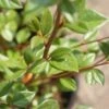 Dwergmispel (Cotoneaster Franchetii) -Tuinplanten Winkel 20120216092723 3