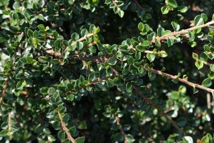 Dwergmispel (Cotoneaster Horizontalis) 4 Dwergmispel (Cotoneaster Horizontalis) - Afbeelding 2