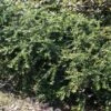 Dwergmispel (Cotoneaster Horizontalis) -Tuinplanten Winkel 20120216092905 4 2 2