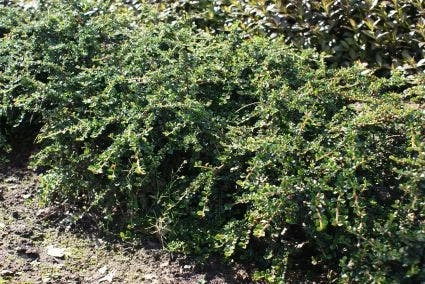Dwergmispel (Cotoneaster Horizontalis) 3 Dwergmispel (Cotoneaster Horizontalis)
