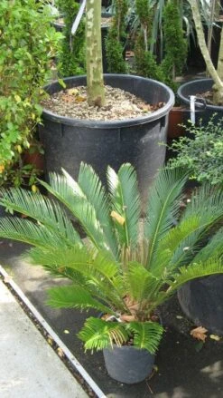 Cycaspalm (Cycas Revoluta) -Tuinplanten Winkel 20120216093012 5