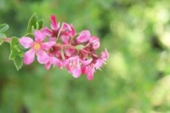 Escallonia (Escallonia 'Red Dream') -Tuinplanten Winkel 20120216094209 3