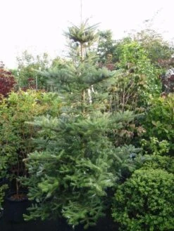 Koreaanse Zilverspar (Abies Koreana) -Tuinplanten Winkel 20120216113308 6
