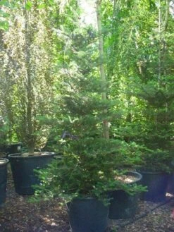 Koreaanse Zilverspar (Abies Koreana) -Tuinplanten Winkel 20120216113327 6