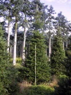Koreaanse Zilverspar (Abies Koreana) -Tuinplanten Winkel 20120216113423 6